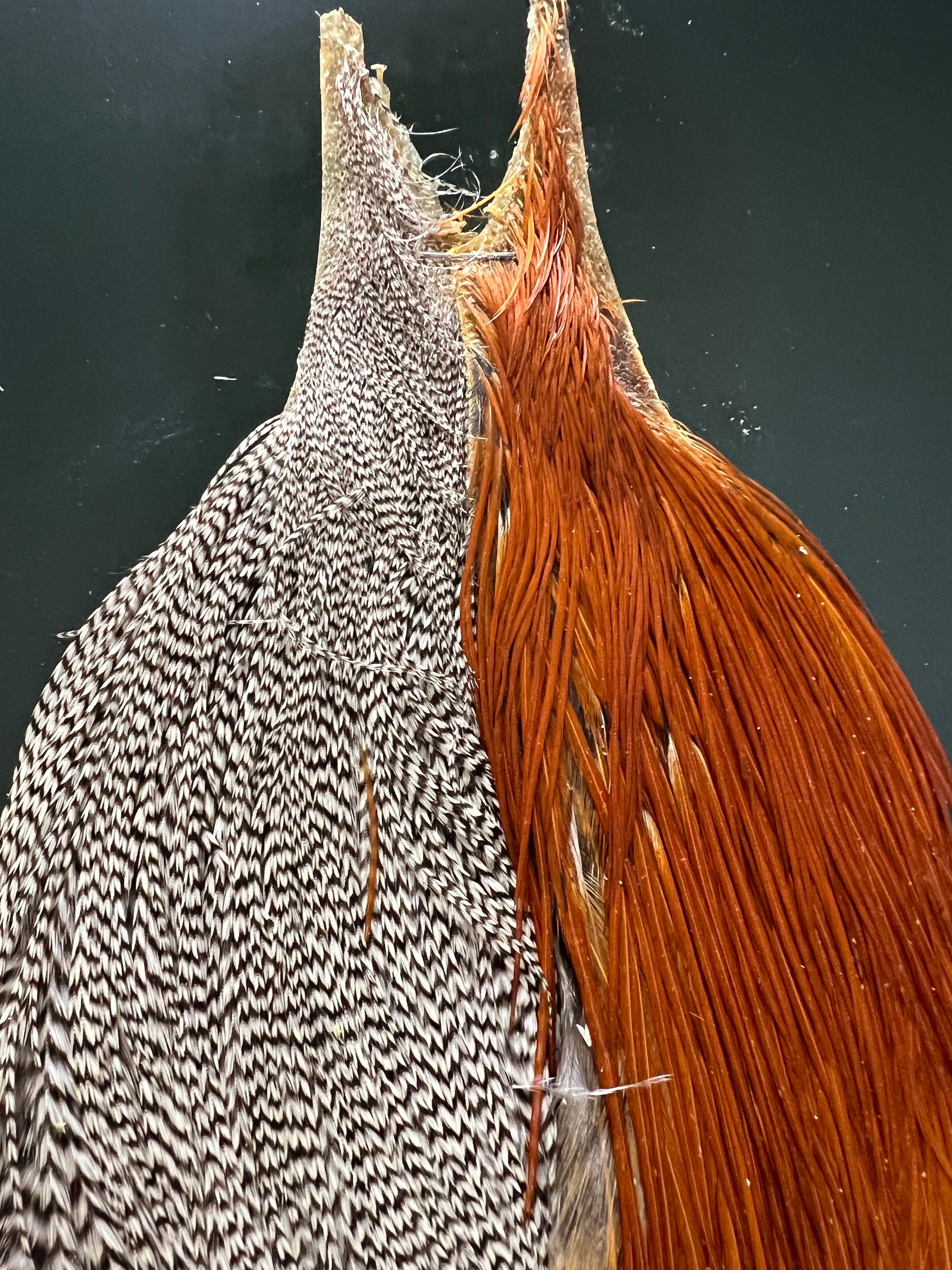 Metz #2 Neck Combo Grizzly/Brown Dry Fly Hackle