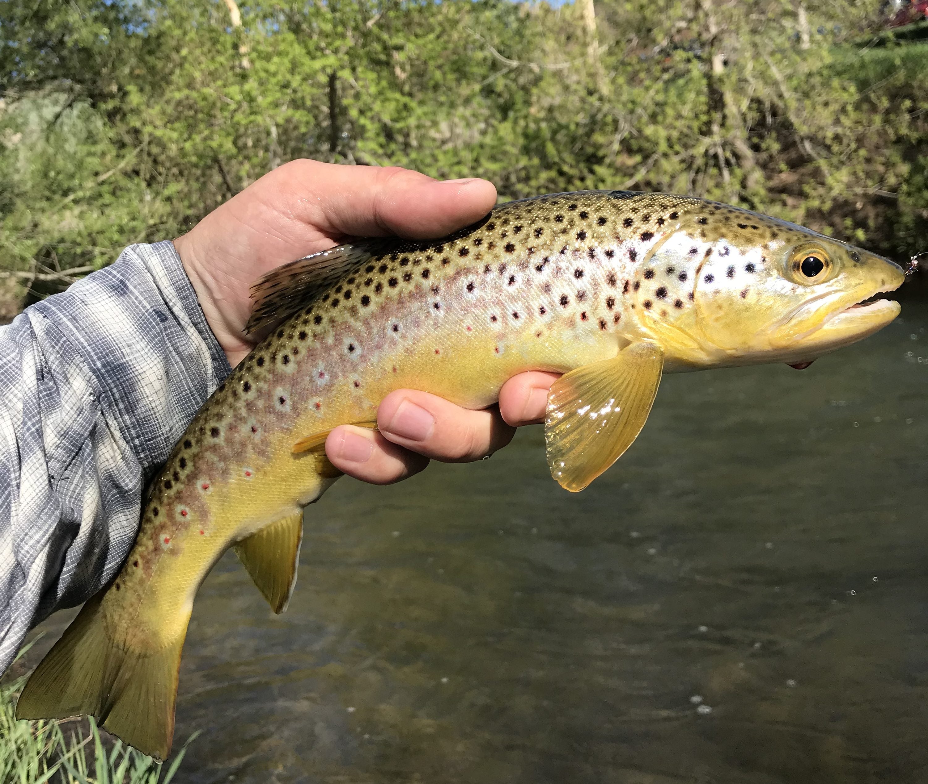 Black Hills Fishing Report - 5/14/2018