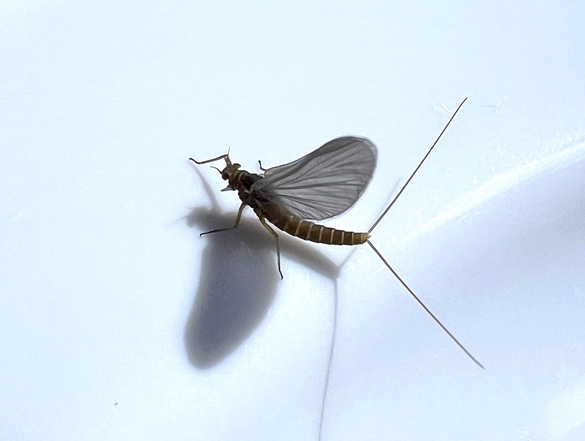 Black Hills Fly Fishing Report April 25th 2025