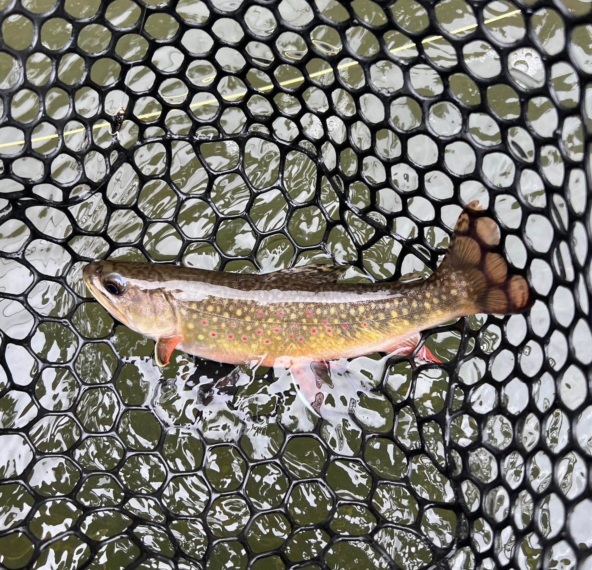 Black Hills Fly Fishing Report July 22nd