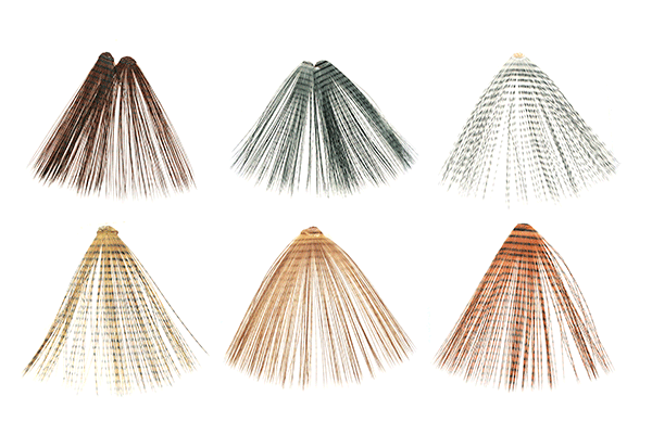 MFC Micro-Barred Fibbetts Brown/Barred Black Legs, Wings, Tails