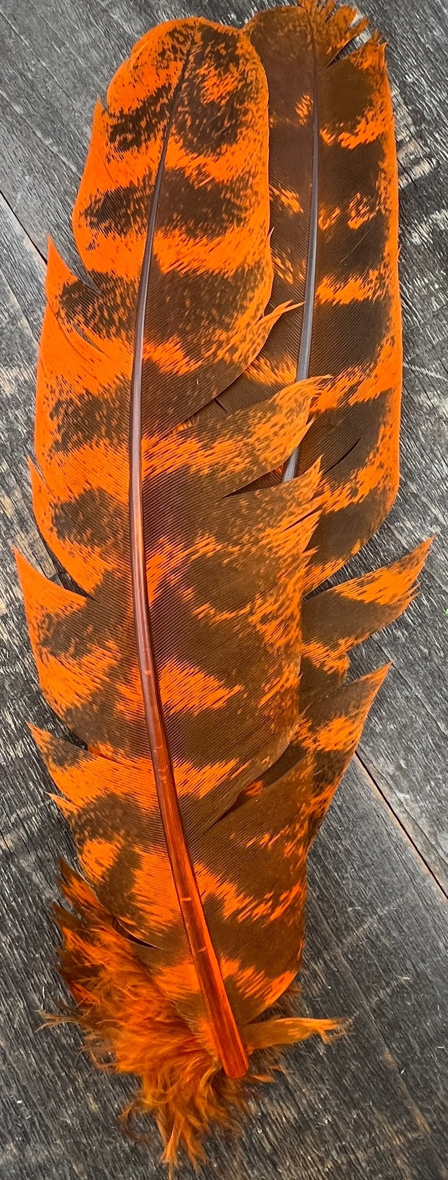 Turkey Secondary Pair #2 Orange