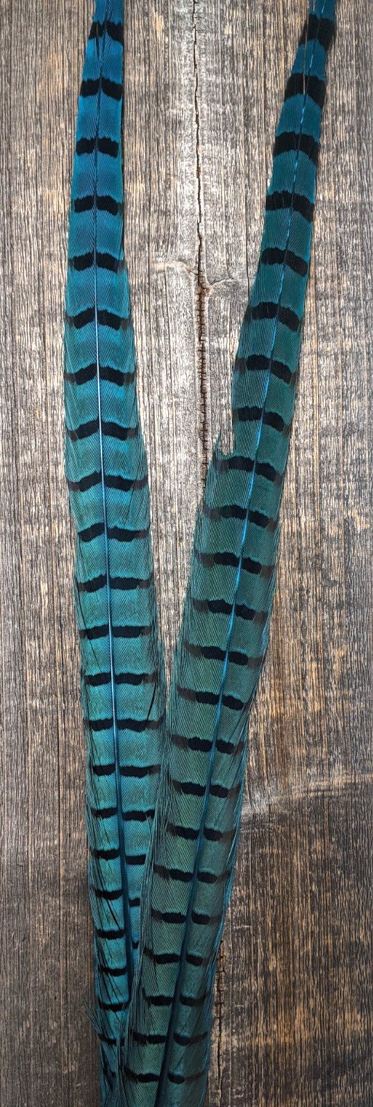 Nature's Sprit Ringneck Pheasant Center Tails Fluorescent Blue Saddle Hackle, Hen Hackle, Asst. Feathers