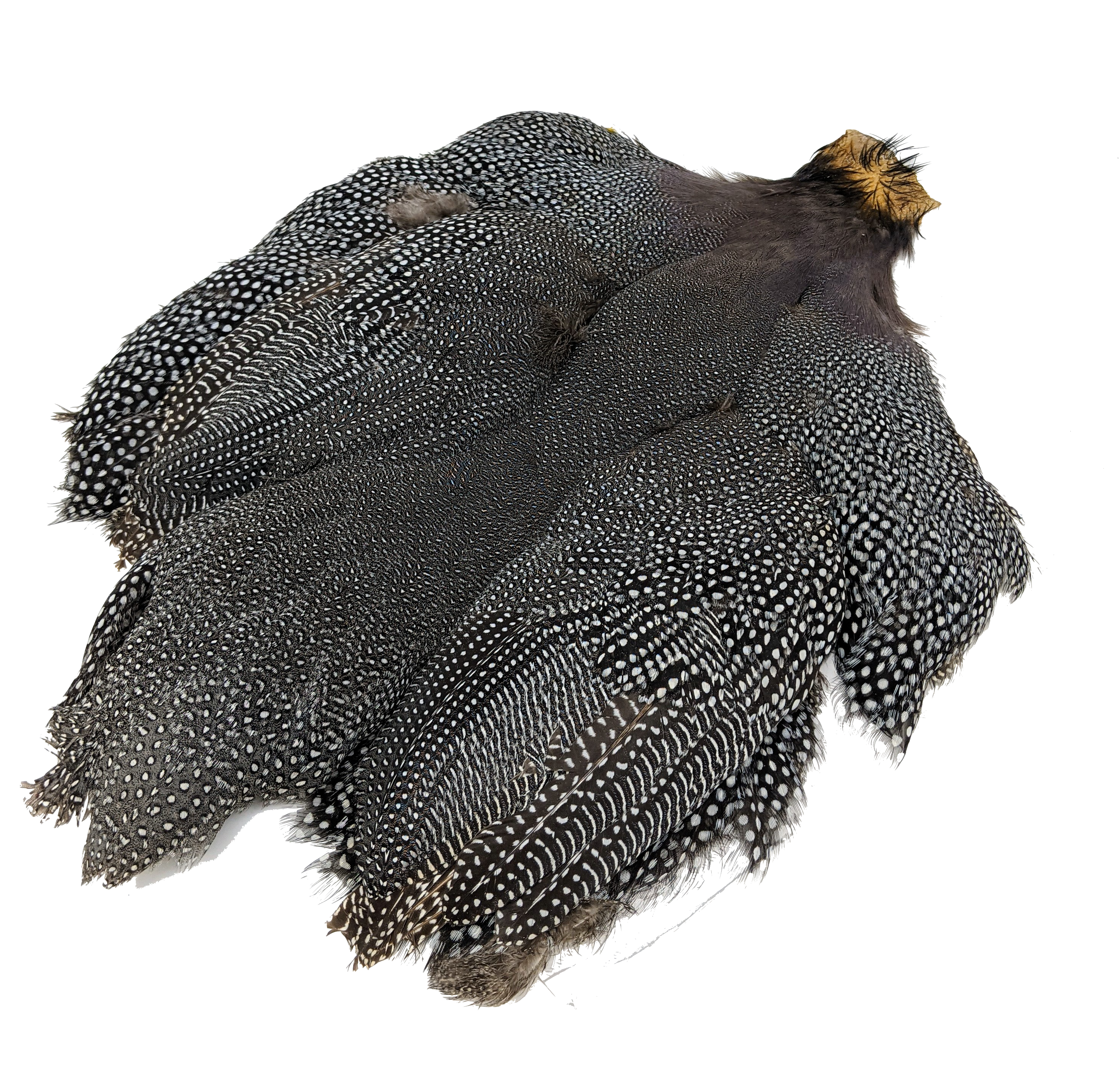 Whiting Guinea Fowl Medium Natural Gray Speckled Saddle Hackle, Hen Hackle, Asst. Feathers